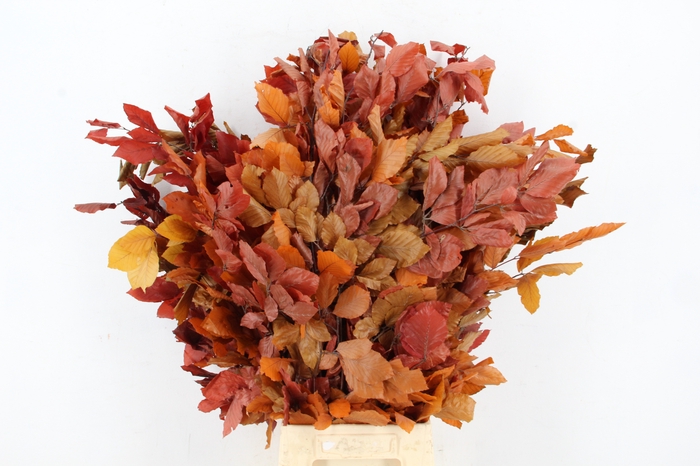 <h4>PF BEECH LEAFS AUTUMN BS 150GR</h4>