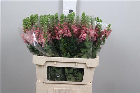 <h4>Antir Antibes Rose</h4>