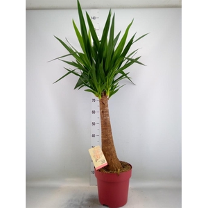 Yucca elephantipes   ...