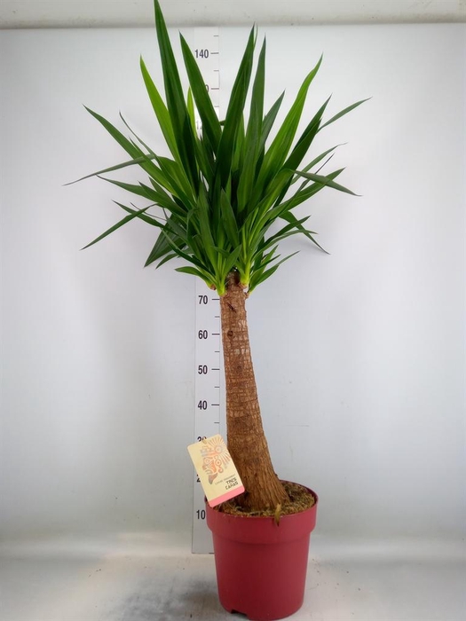 <h4>Yucca elephantipes   ...</h4>