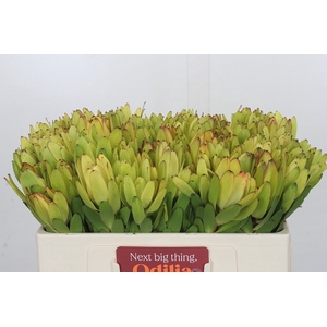 Leucadendron Goldstrike