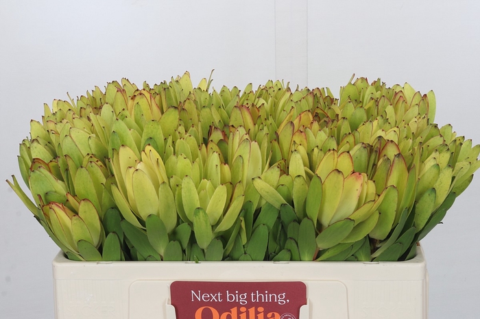 Leucadendron Goldstrike