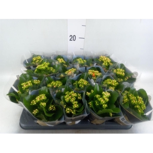 Kalanchoe blos. 'RosDon Pedro'