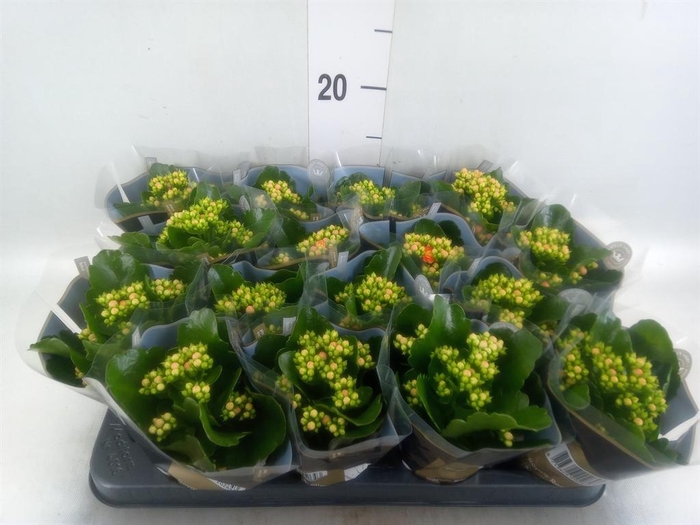 <h4>Kalanchoe blos. 'RosDon Pedro'</h4>