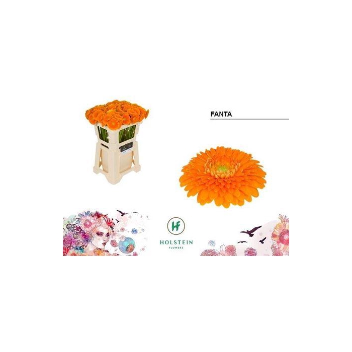 <h4>Ge Mi Pom Fanta</h4>