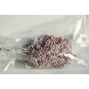 PEPPERBERRIES FROSTED WHITE