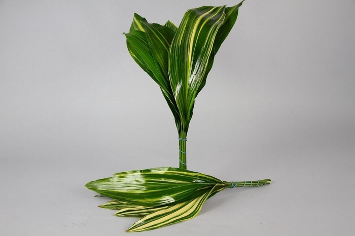 <h4>Aspidistra Variegated</h4>