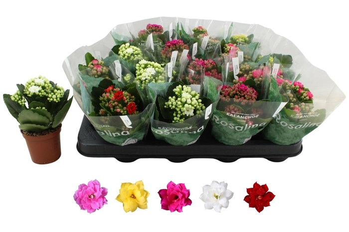 <h4>KAL GE RO GEM 5 KL</h4>