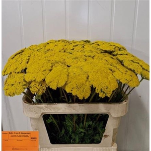 Achillea F Park Variety
