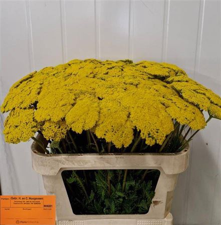 <h4>Achillea F Park Variety</h4>