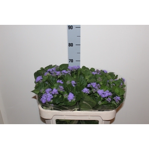 AGER H BLUE HORIZON