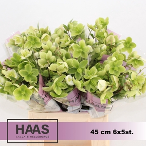 HELLEB MAGNIF BELLS 6 X 5st.