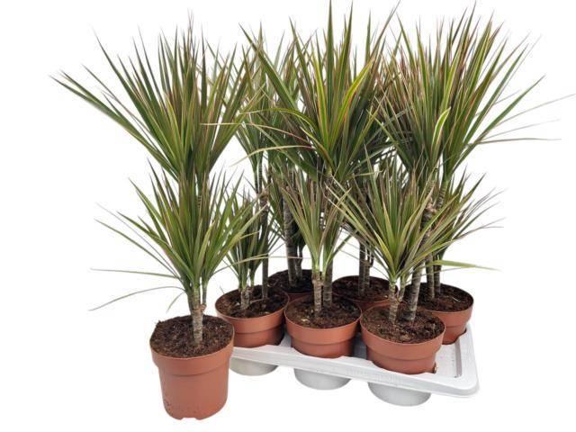 <h4>DRA MARG BICOLOR</h4>