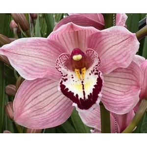 HMS DA VINCI 80cm x 6