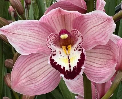 <h4>HMS DA VINCI 80cm x 6</h4>