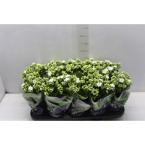 KALANCHOE DOBRADO P11 BRANCO