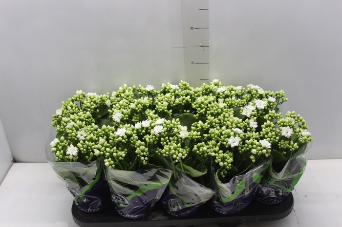 <h4>KALANCHOE DOBRADO P11 BRANCO</h4>