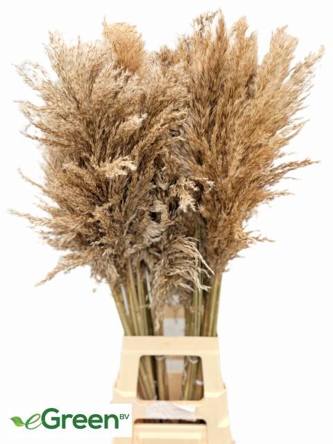 CORTADERIA OV stock