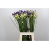 Agapanthus Mix