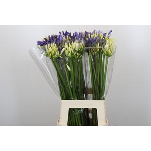 Agapanthus Mix
