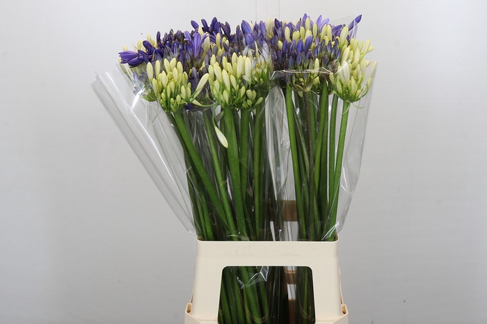 Agapanthus Mix
