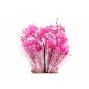 Dried Silk Worms Extra Pink Bunch