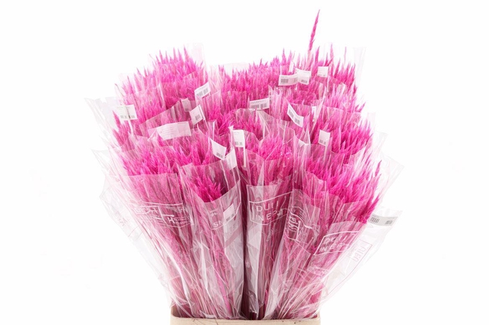 <h4>Dried Silk Worms Extra Pink Bunch</h4>