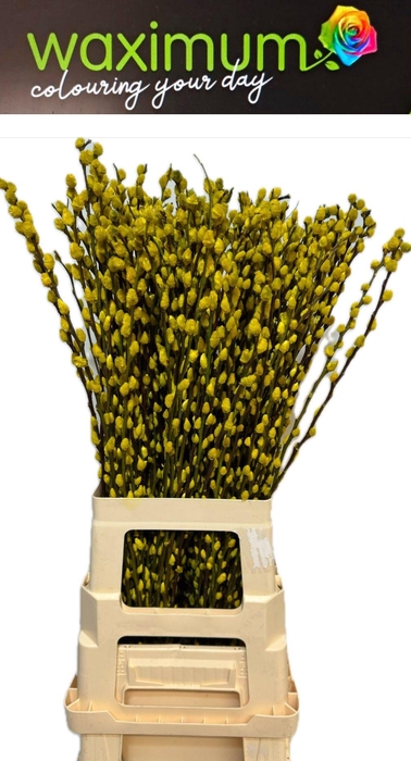 <h4>salix Wilgenkatjes Geel</h4>