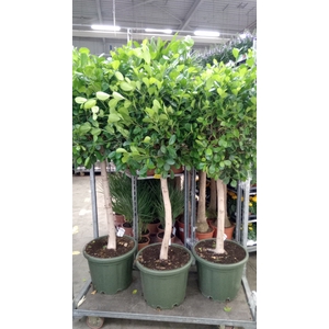 Ficus microcarpa 'Moclame'