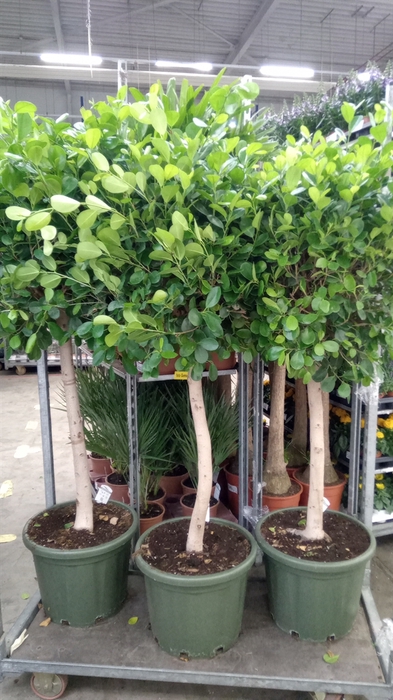 <h4>Ficus microcarpa 'Moclame'</h4>