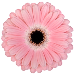 Gerbera Dulcie Water