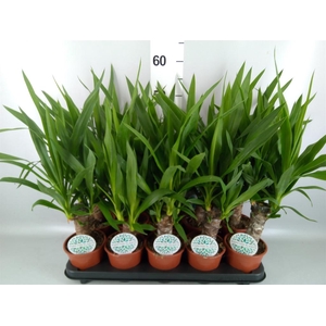 Yucca   ...