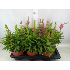 Antirrhinum majus   ...