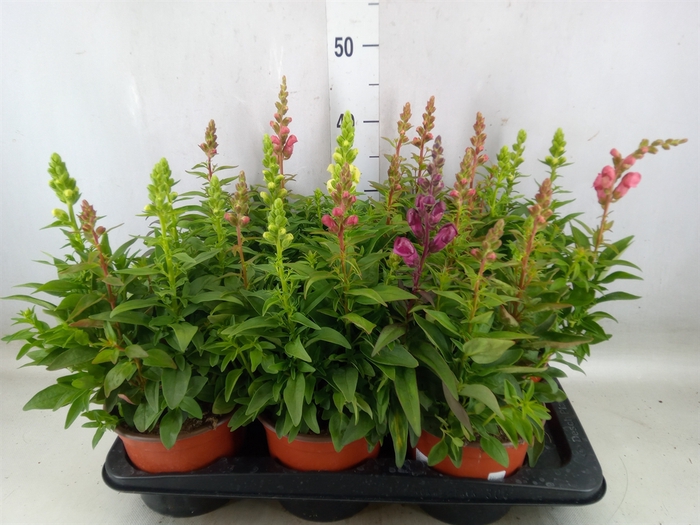 <h4>Antirrhinum majus   ...</h4>