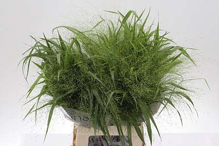 <h4>Siergras Panicum Fountain</h4>