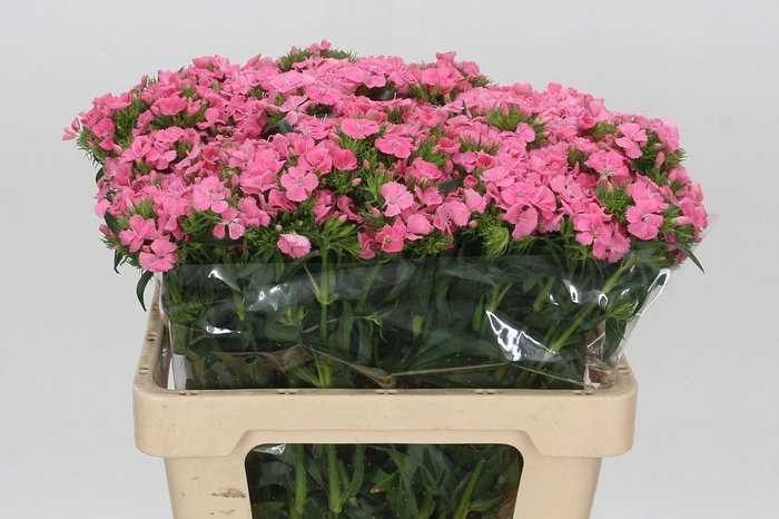 <h4>Dianthus Br Aldo Rose</h4>
