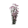 MADIBA LINDI PINK 070 CM