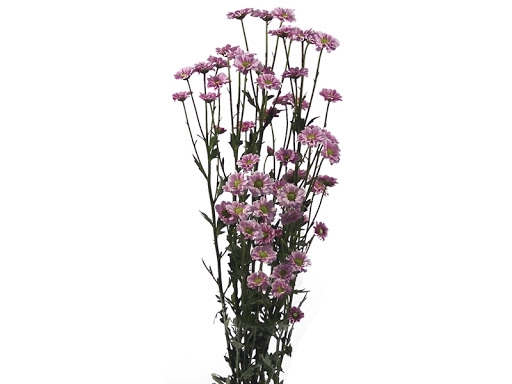 MADIBA LINDI PINK 070 CM