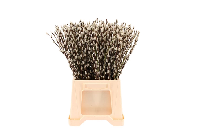 <h4>Salix Wilgenkatjes Wit ( Natuur ) 50cm</h4>