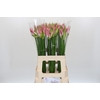 Nerine Bicolor Lipstick