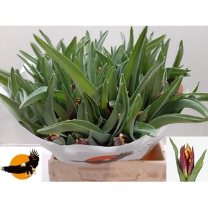 TU PA MALISTA PARROT