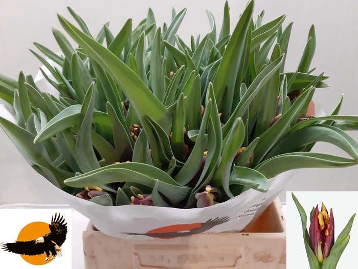 <h4>TU PA MALISTA PARROT</h4>