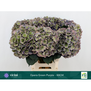 Hydr Opera Green Purple 60 cm Vicini
