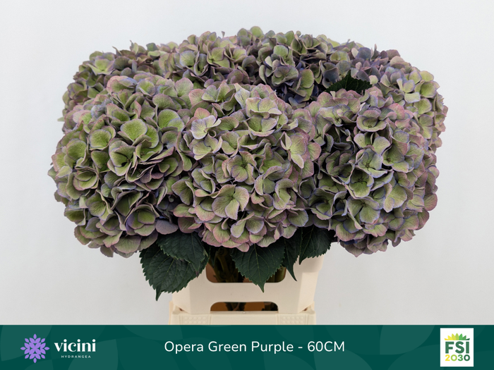 <h4>Hydr Opera Green Purple 60 cm Vicini</h4>