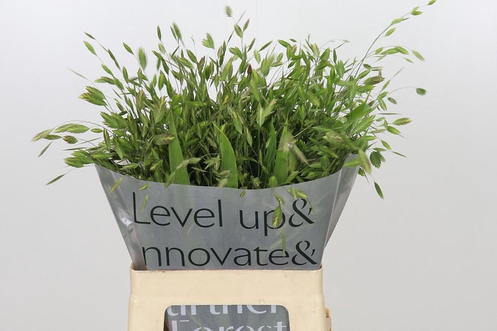 <h4>Chasmanthium latifolium</h4>