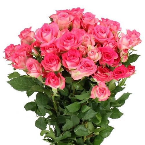 <h4>Rosa TR 'Sweet Julia' BRAAM</h4>