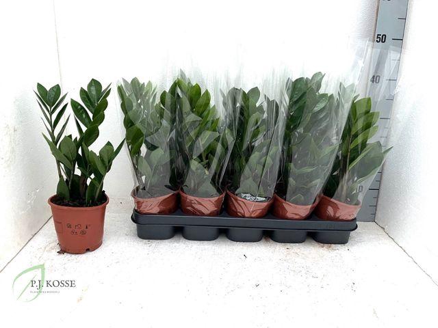 <h4>!! PROMO !! ZAMIO ZAMIIFOLIA P12</h4>