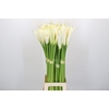 Zantedeschia Eydolls White