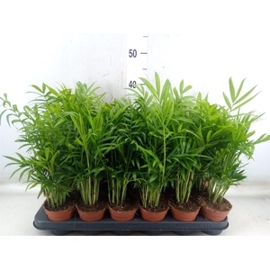 Chamaedorea elegans