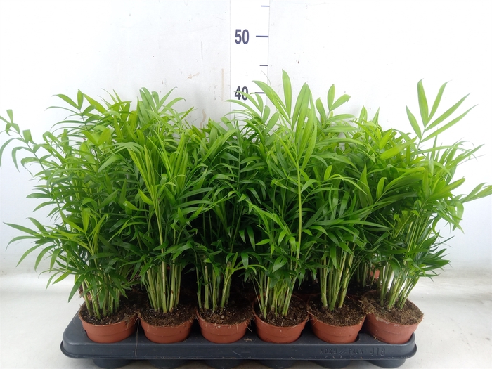 <h4>Chamaedorea elegans</h4>